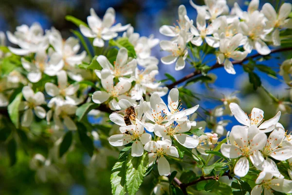 Filial Ett Blommande Äppelträd Mot Den Blå Himlen Ljus Vårdag — Stockfoto