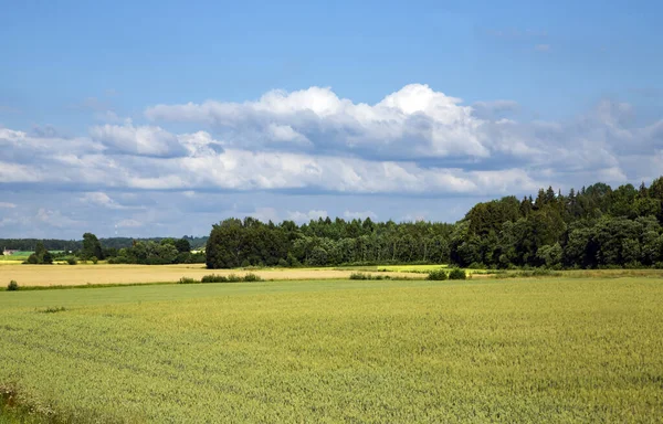 Scenic Rural Landscape Fields Ripening Wheat Wheat Ears Field Blue — Stock Photo, Image