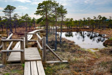 Kemeri Great swamp wetland landscape: wooden footpath on the bog spring in Kemeri national park. Latvia