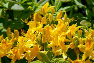 Çiçekli sarı rhododendron Catawbiense Grandiflorum çalısı Aydınlık bir bahar gününde