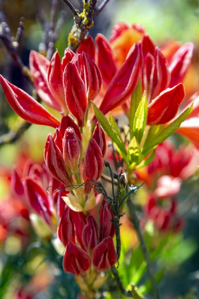 Lush Flowering Red Rhododendron Catawbiense Grandiflorum Bush Bright Spring Day — Stock Photo, Image