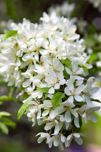 Ramo Uma Árvore Maçã Florescente Dia Primavera Brilhante Flor Árvore — Fotografia de Stock