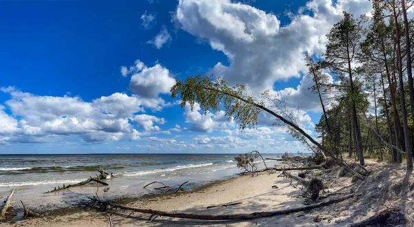 Панорама Дикого Узбережжя Деревами Які Впали Після Шторму Березі Балтійського — стокове фото