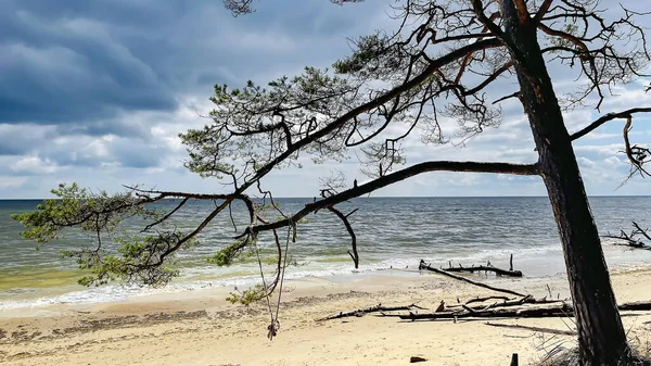 科尔卡角的野生海岸 树上的树木在波罗的海沿岸经历了一场风暴后已经倒下 科尔卡角 拉脱维亚波罗的海和里加湾的会合点 — 图库照片