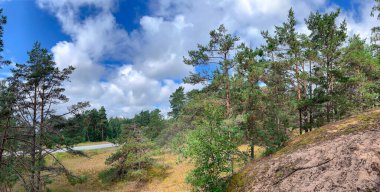 Çam ağaçları, çimenler ve yosunlarla dolu güzel güneşli bir günde Letonya 'da güzel bir yeşil orman manzarası. Yeşillik bitki örtüsü ile doğal manzara.