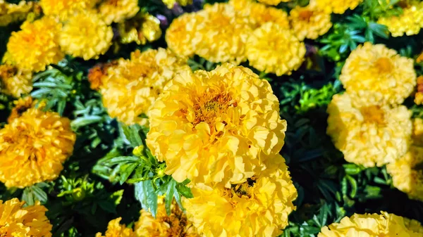 Hermosas Caléndulas Color Amarillo Anaranjado Cerca Flores Jardín Brillantes Coloridas — Foto de Stock