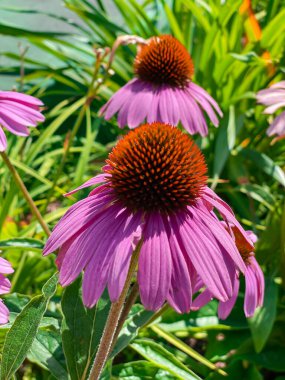 Echinacea Purpurea çiçeği yaygın olarak koni çiçeği olarak bilinir. Bahçedeki şifalı bitkilerden oluşan çiçek tarhı.