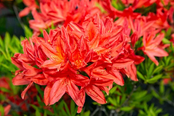 Квітучий Червоний Рододендрон Catawbiense Grandiflorum Busy Яскравий Весняний День — стокове фото