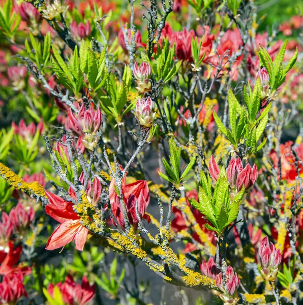Lush Flowering Red Rhododendron Catawbiense Grandiflorum Bush Bright Spring Day — Stock Photo, Image