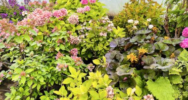 Beautifully landscaped small Latvian garden in summer. Just some of the many plants in this cozy little backyard. Good care maintenance landscaping in garden in Latvia