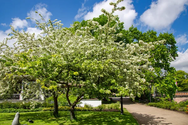 位于拉脱维亚首都里加美丽的Kronvalda公园的樱花树 — 图库照片