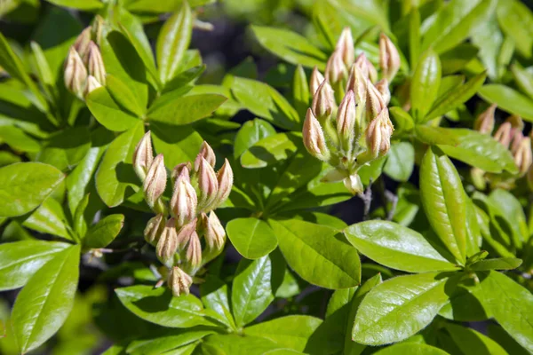 Brotes Suavemente Rosados Rododendro Catawbiense Grandiflorum Arbusto Primer Plano Día —  Fotos de Stock