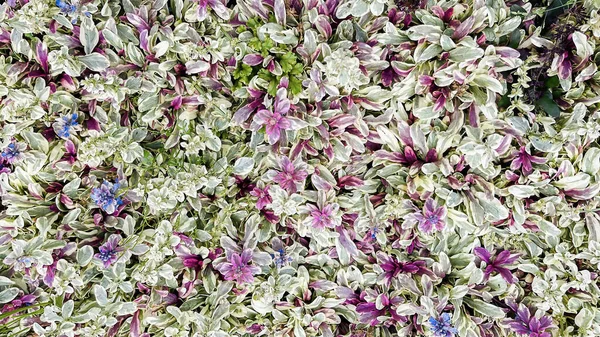 Blommig Matta Röda Och Gröna Dekorativa Blad Trädgård Växter Naturlig — Stockfoto