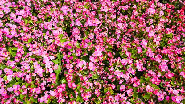 Pink Begonia Cucullata Also Known Wax Begonia Garden Gardening Concept — Stock Photo, Image