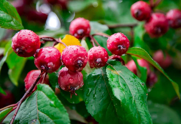 Paradisäpplen Hänger Trädgren Efter Regn Närbild Kinesisk Äppelfrukt Malus Prunifolia — Stockfoto