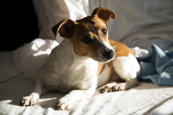 Jack Russell Terrier - raça de caça de cães — Fotografia de Stock