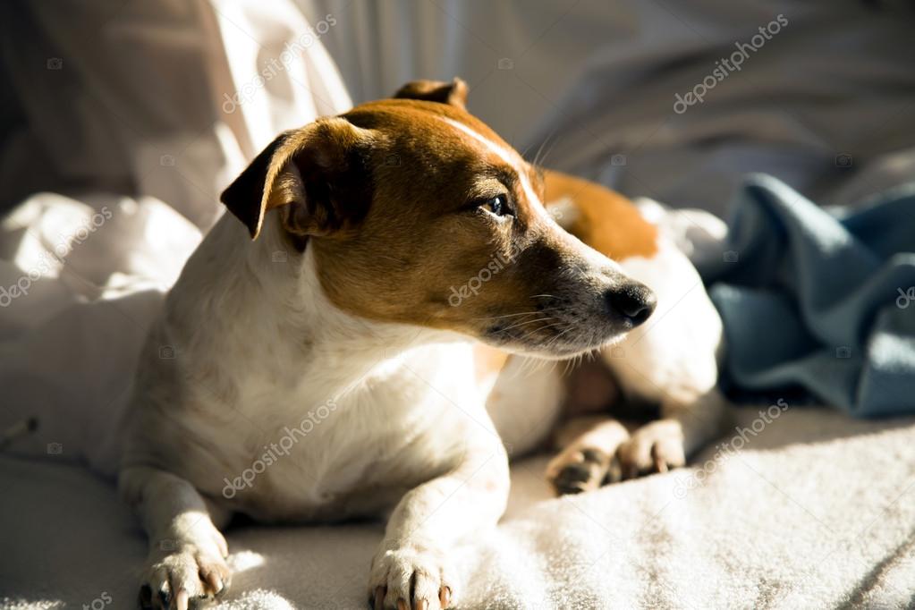 Jack Russell Terrier - hunting breed of dogs
