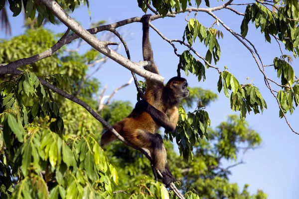 Slingerapen van het geslacht ateles — Stockfoto