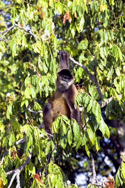 Spider Monkeys of the genus Ateles — Stock Photo, Image