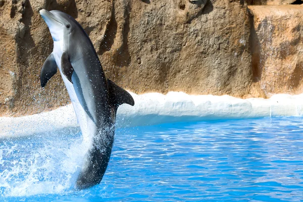 Delfindans i vann i Loro Park, Tenerife – stockfoto