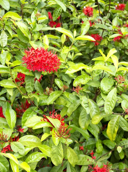 Flores y plantas tropicales en las selvas tropicales de Costa Rica —  Fotos de Stock