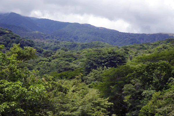 Rainforest at the foot of the Arenal Volcano — Stock Photo, Image