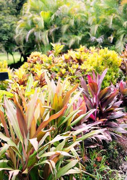 Tropiska blommor och växter i regnskogar i Costa Rica — Stockfoto