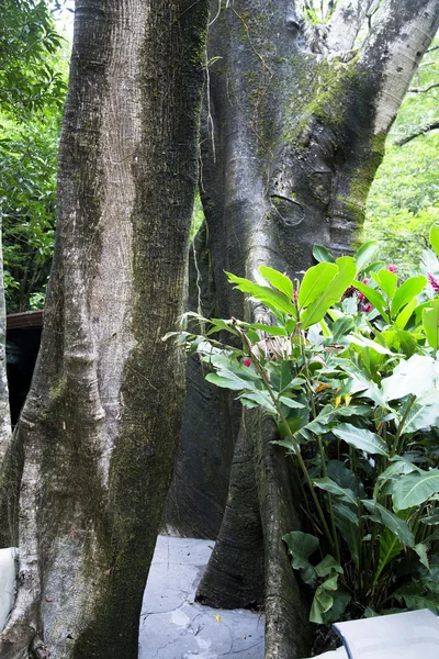 Tropiskt träd Ceiba pentandra — Stockfoto