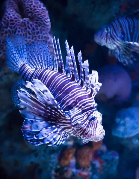 Red Lionfish latinname Pterois volitans — Stock Photo, Image
