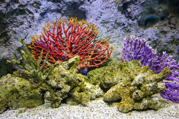 Красные кораллы в аквариуме Сиам Парагон, Бангкок — стоковое фото