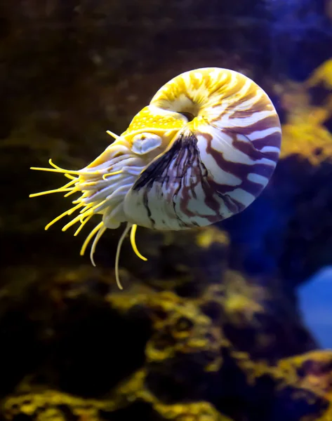 Tropical underwater life in a sea aquarium — Stock Photo, Image