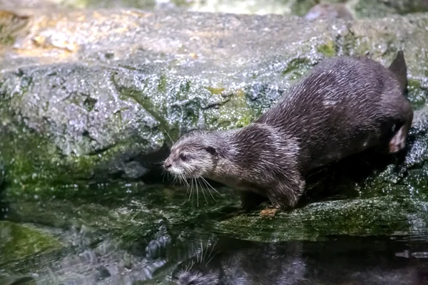 Lontra perto de água em um aquário do mar — Fotografia de Stock