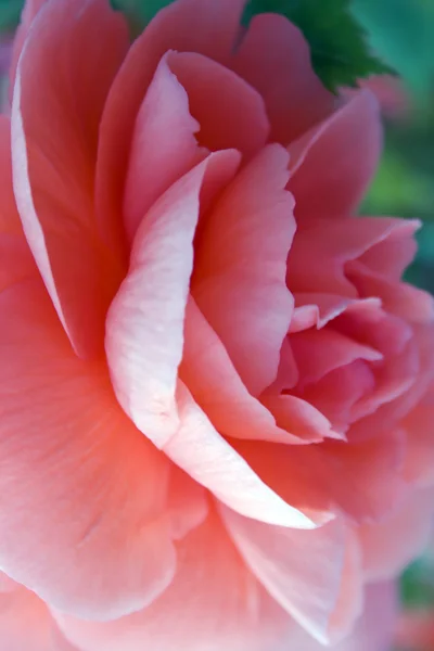 Romantic pink rose — Stock Photo, Image
