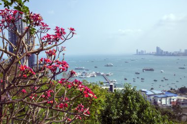 Pattaya şehir manzaralı tepeden