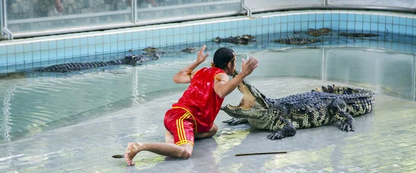 Traditional for Thailand Show of crocodiles — Stock Photo, Image
