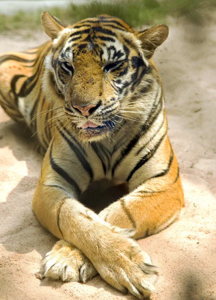 Bengaalse tijger in een dierentuin in miljoen jaar Stone Park — Stockfoto