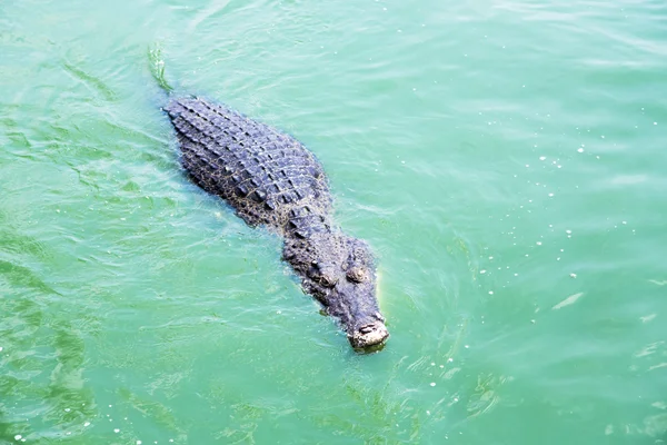 American crocodile (Crocodylus acutus) on a  Pattaya Crocodile Farm — Stock Photo, Image