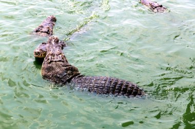 Bir Pattaya timsah çiftliğinde Amerikan timsahı (Crocodylus acutus)