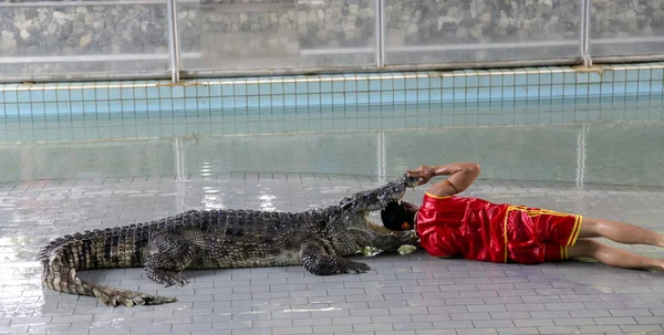 Traditionelle Show der Krokodile in Thailand — Stockfoto