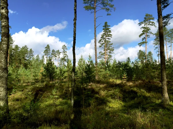 Petite colline dans un bois de pin avec de jeunes arbres — Photo