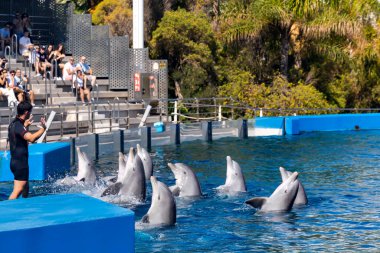 İspanya, VALENCIA, SEPTEMBER, 20, 2025: Büyük bir deniz suyu havuzu ve Valencia, İspanya 'daki Oşinografi parkında yunuslarla çalışan arkadaş eğitmenleri.