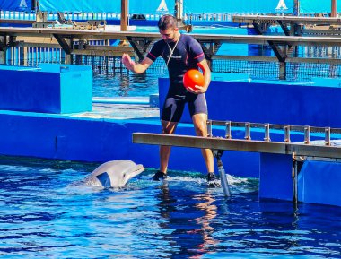 İspanya, VALENCIA, SEPTEMBER, 20, 2025: Büyük bir deniz suyu havuzu ve Valencia, İspanya 'daki Oşinografi parkında yunuslarla çalışan arkadaş eğitmenleri.