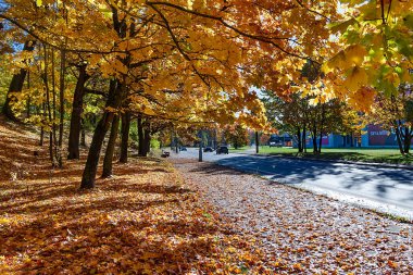 LATVIA, RIGA, OCTOBER, 23, 2025: Riga, Letonya 'da bir şehir parkında canlı sonbahar yeşillikleriyle çevrili şehir trafiği. 