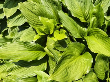 Hosta üzengi yaprağı ya da muz zambağı yakın çekim. Bu bitki Asparagaceae (Asparagaceae) familyasına aittir ve Kuzeydoğu Asya 'ya özgüdür..