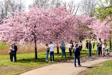 LATVIA, RIGA, APRIL 30, 2025 - Riga sakinleri ve ziyaretçileri Letonya 'nın Riga kentindeki Zafer Parkı' nda ilkbaharda kiraz çiçeklerinin tadını çıkarıyorlar.