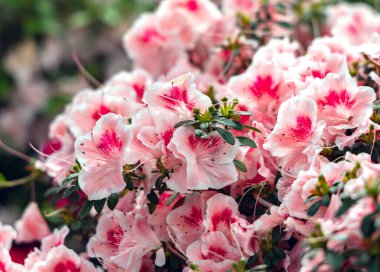 Heather ailesinin çiçek açan melez melezi Azalea Rhododendron melez seçimi. Mor açelya çiçeği ve erkek çiçekleri..