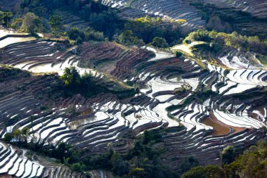 Pirinç terasları, Çin 'in Yunnan ilindeki dağlarda gün doğumunda pirinç hasadı yapıldıktan sonra suyla doldu. Pirinç tarlasının havadan görünüşü, tarım tarlaları.