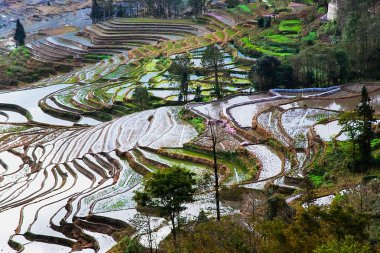 Pirinç terasları, Çin 'in Yunnan ilindeki dağlarda gün doğumunda pirinç hasadı yapıldıktan sonra suyla doldu. Pirinç tarlasının havadan görünüşü, tarım tarlaları.