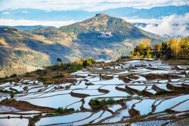Pirinç terasları, Çin 'in Yunnan ilindeki dağlarda gün doğumunda pirinç hasadı yapıldıktan sonra suyla doldu. Pirinç tarlasının havadan görünüşü, tarım tarlaları.