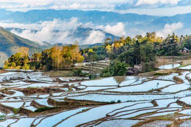 Pirinç terasları, Çin 'in Yunnan ilindeki dağlarda gün doğumunda pirinç hasadı yapıldıktan sonra suyla doldu. Pirinç tarlasının havadan görünüşü, tarım tarlaları.